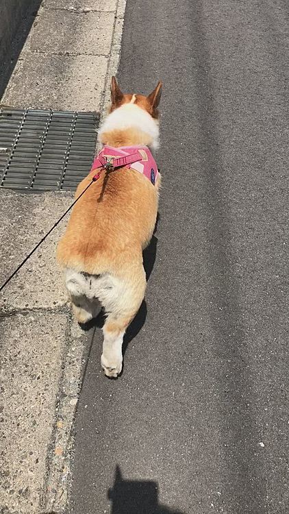 ドンドン歩いてるけどわ道わかってるのかな💦
あ、ちゃんと曲がった😃笑笑
覚えてるのね😃
ここは。。。😃