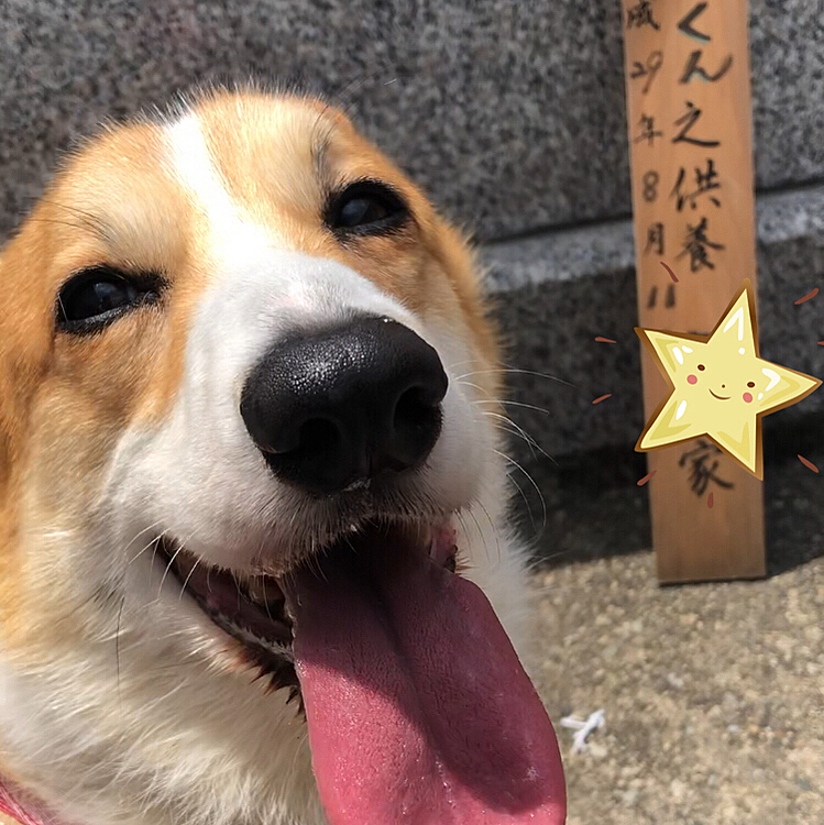 ぴー兄さんのお墓参りにも行きました😃
お墓の前で笑顔って💦💦💦💦
でも、ナムナムしたよ。
ここのお兄さんが、お線香持ってきて、これ使って下さい〜って。
オレもコーギー好きなんですよ〜って😃

そしてこの日は、午後までびっちりと火葬が続いてるらしいです🌀
暑くなってくると亡くなる子が多いんです。。って言ってました。
気圧も関係あるとか💦
まあるくんは、まだここに入っちゃダメだよって。
うちまだ3歳ですから。。😃
そんな、まあるは今日ようやく狂犬病の予防接種に行ってきます😃
またお姉さんに会えるよ🤣笑笑