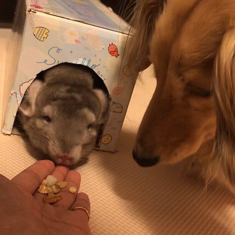 なにこれw
なのちゃんのおやつを狙うゆのの顔w


初めまして！✨この度ペットじまんに登録しました✨まだやり方わからなくて苦戦してますが、これから皆さん仲良くしてください❤