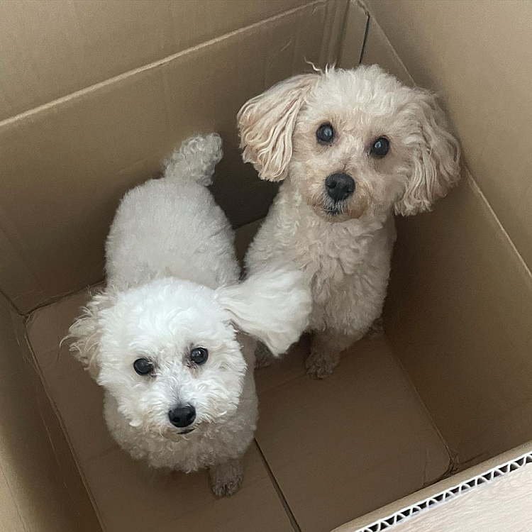 引越しの段ボールに入ってみたわん🐩🐩
さぶろー7歳・よしこ4歳
