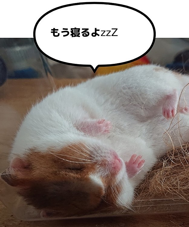 給水器が壊れて水が全部もれる事件が続けて２回も💦
また不良品だと思っていたら、犯人はもっちゃんでした😅

朝、びちょびちょの巣を片付けるために、別のケースに入っていたもっちゃん🐹
待ちきれずにかわいく寝てしまいました♥️