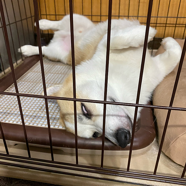 えいとは留守番で帰って来たらヘソ天で寝てました‼️