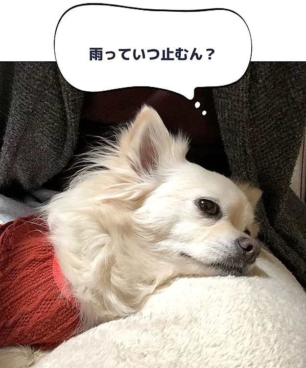 おはようございます😊🐶
今朝雨です☔️
お散歩に行けなくて退屈そうな小雪です🐶