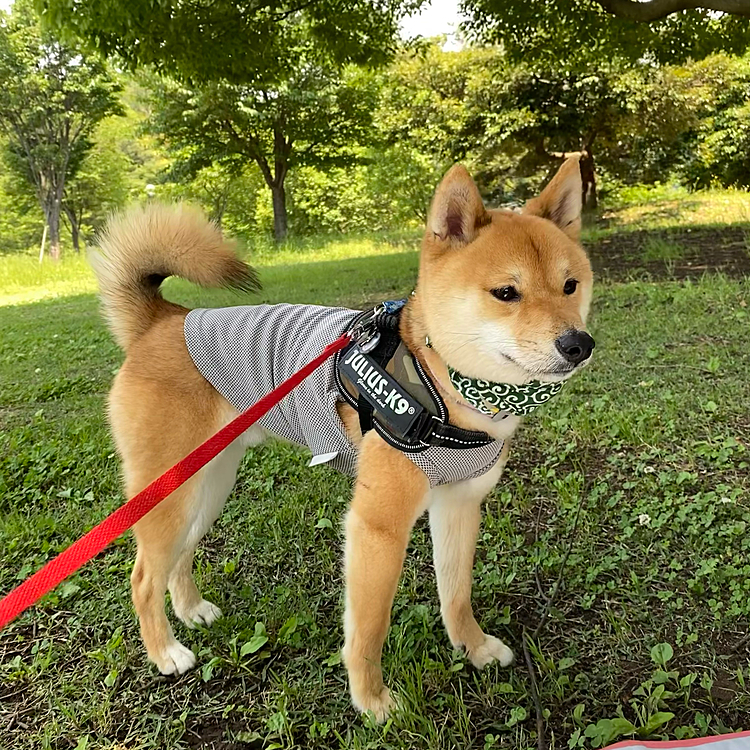 2021.06.08
今日は朝早めに里山公園へ行きました😊
