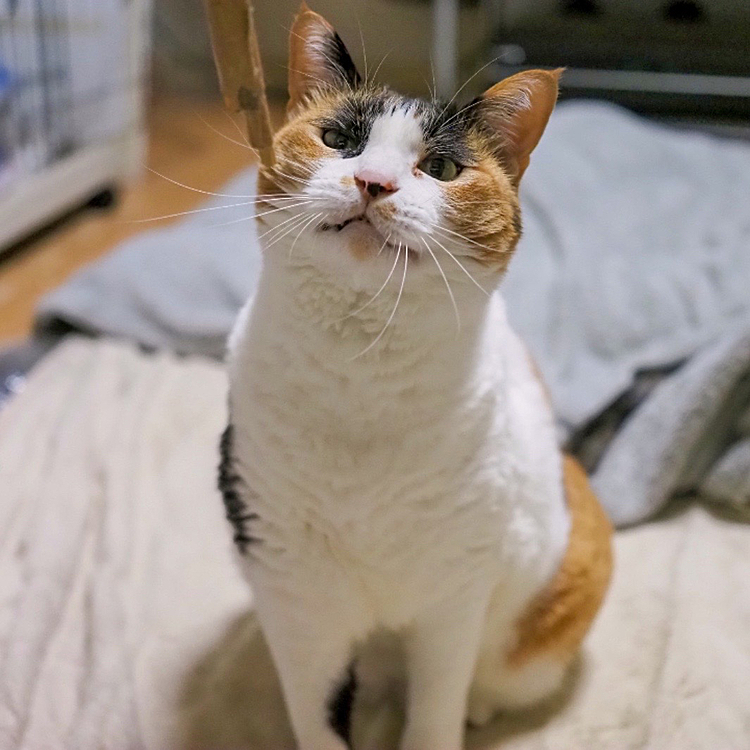 済まし顔