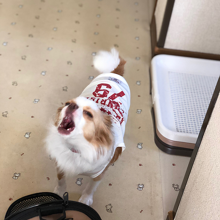 小春の叫び😱
朝から笑かしてくれます🎵🐶