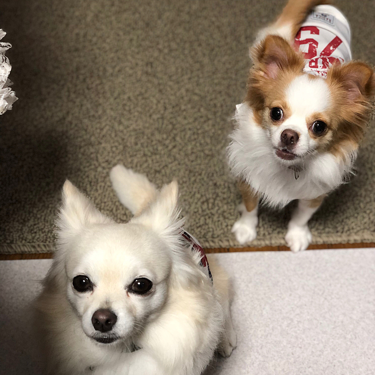 モーニング🍞くださいな🎵🐶🐶
順番待ちの列ができました🤣