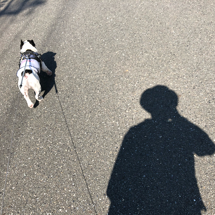 朝散歩行ってきました😀