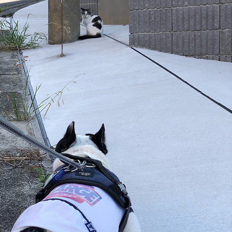 途中ニャンコ街でやはり🐈に遭いました😁