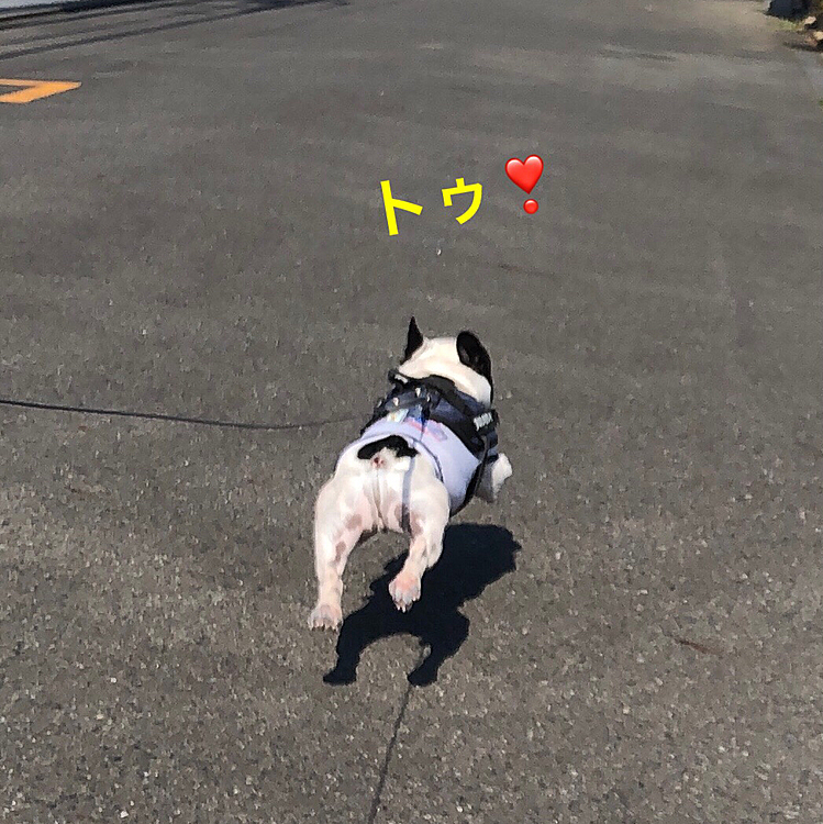 気温が上がってきて早く帰りたくなったのか、久しぶりにダッシュ💨で帰宅です😆