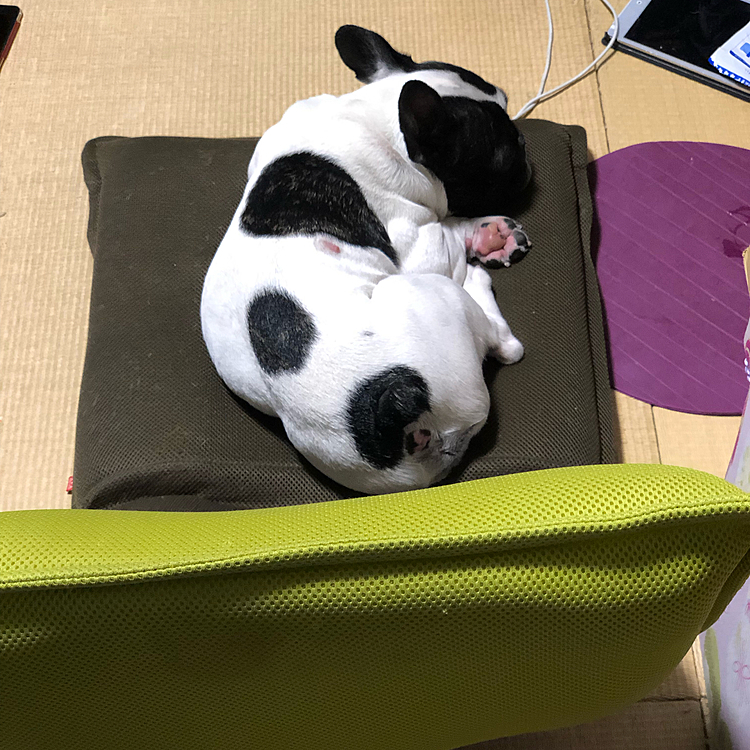 家に帰って気がついたらリビングなまろの姿が見えないので探していると、和室の座椅子の上で寛いでました🤣