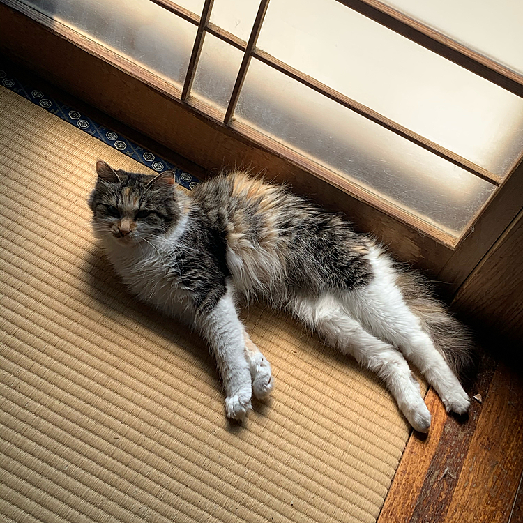 暑い