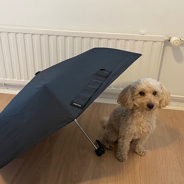 トイプードル、さぶろー。
新しい傘と一緒に撮ってみました。