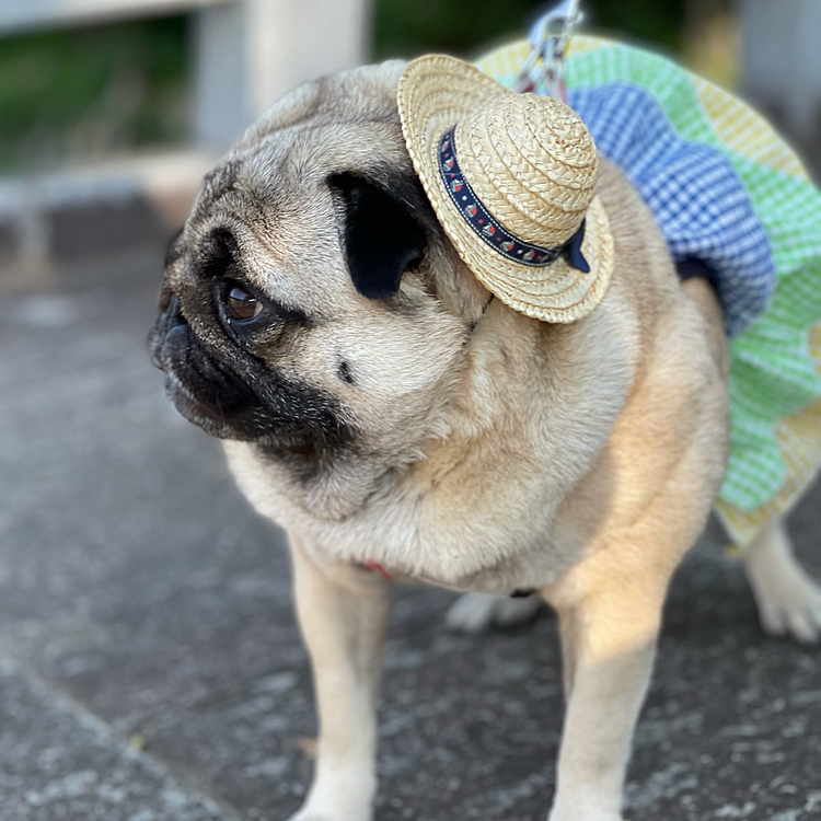 『夏のお嬢さん』きどって朝んぽ行ってきました🐶