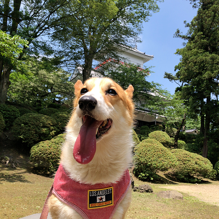 天気がいいのでまたまた公園に行ってきたよ😃
今日は走る目的ではなくゆっくり散歩が目的😃
お城とお写真😃撮りました😃
