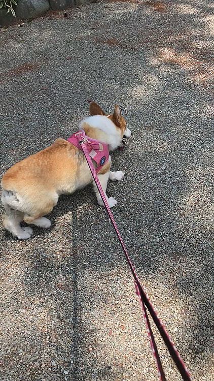 何に興味を示してるのか謎だけど、端っこの方へ歩きたがる🤣
何があるって？🤣