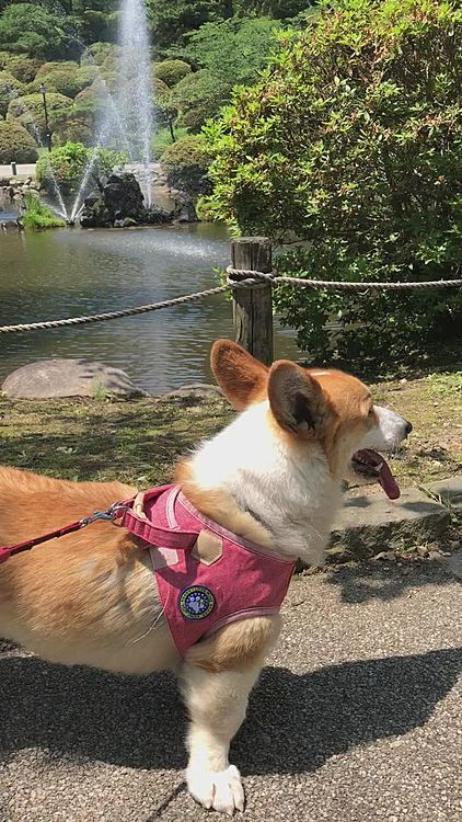 噴水にも全く興味示さず💦
お水好きなのに、見るのは嫌いなのね🤣笑笑

