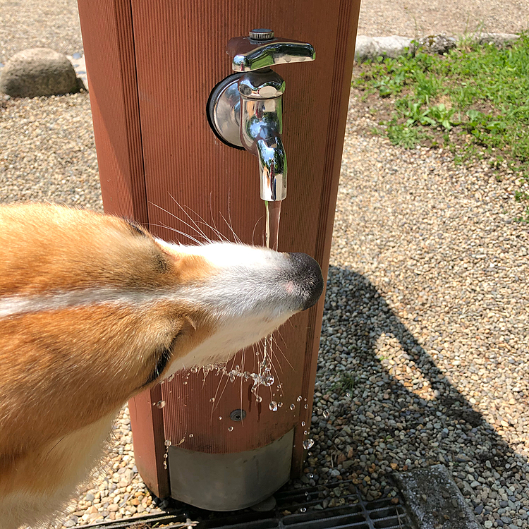 ハァハァ言ってたので、またワイルド飲みも🤣
今日は、おしとやかに飲んでました🤣笑笑
