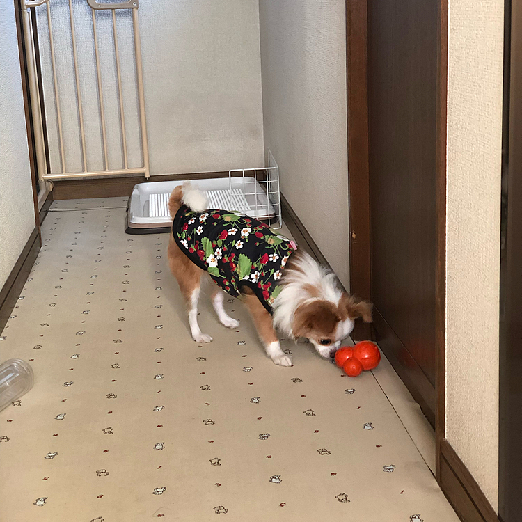 小春は知育玩具で一生懸命に遊んだね🎵🐶
オヤツ出てきたかな❓😊