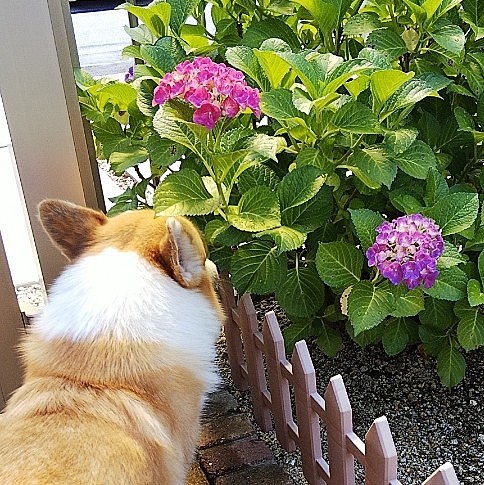 我が家の紫陽花が暑い中、咲き誇ってます☺️

うちのふくは、昨日、一昨日と朝から午前中限定で、ゆる💩を何度もしていたけど、今日は大丈夫でした。
