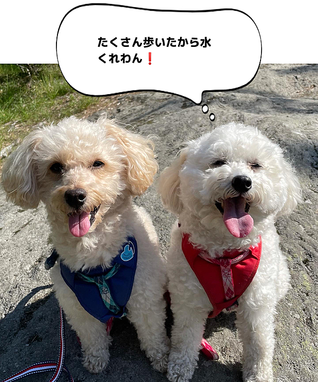 今朝は長めのお散歩🐩🐩
