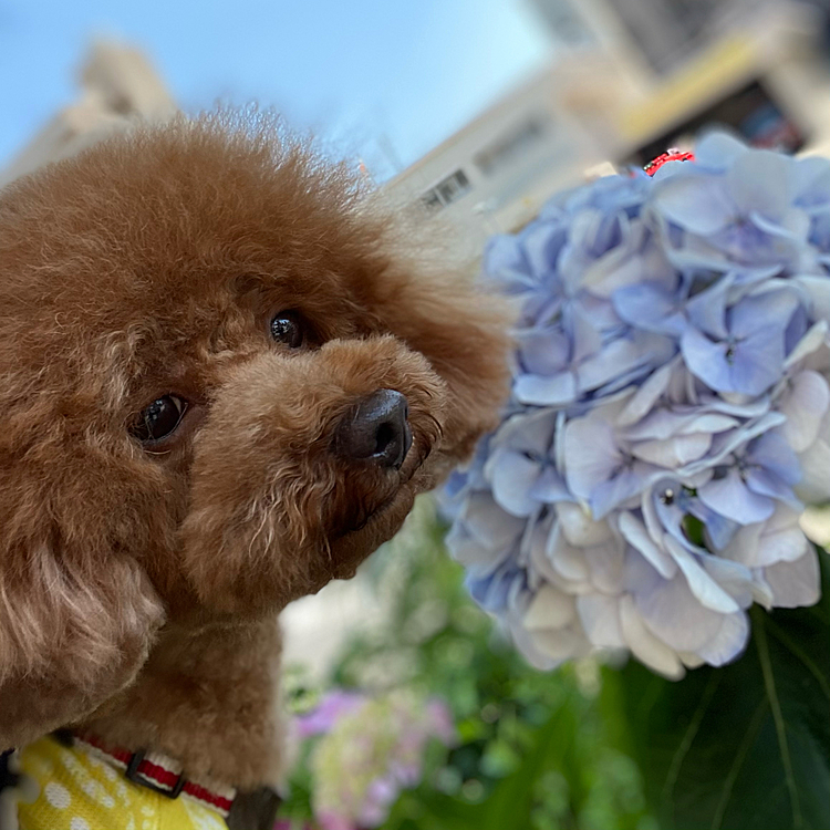 なかなか紫陽花のたくさん咲く公園に行けないので近場で咲いていた紫陽花とパチリ💕