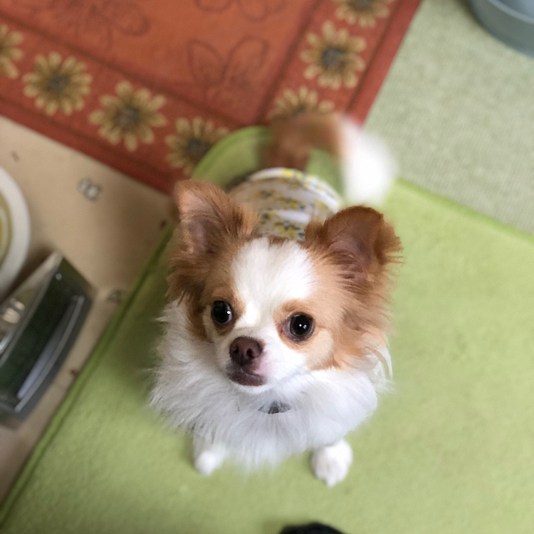 小春はトイレ🚽して、遊んで〜🎵
ご飯しっかり食べて、遊んで〜🎵
朝から元気いっぱい炸裂です✨🐶