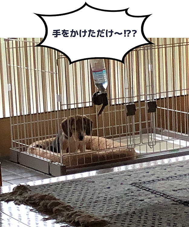 2ヶ月半のココ🐶🌈
なかなか出してもらえずしょんぼり😞