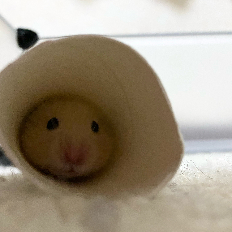 トンネルくぐりま〜す！🐹