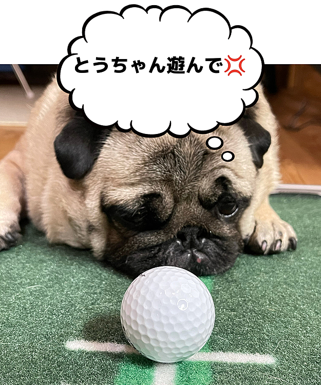 遊んでほしくて、邪魔してます😅