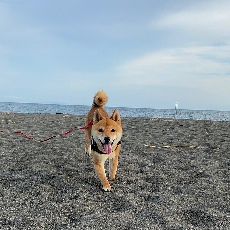 2021.06.11
夕方涼しくなってから海へ行きました🏖
ロングリードだから好きにクンクンさせてあげたいけど、何が落ちてるかわからないので目が離せません😅