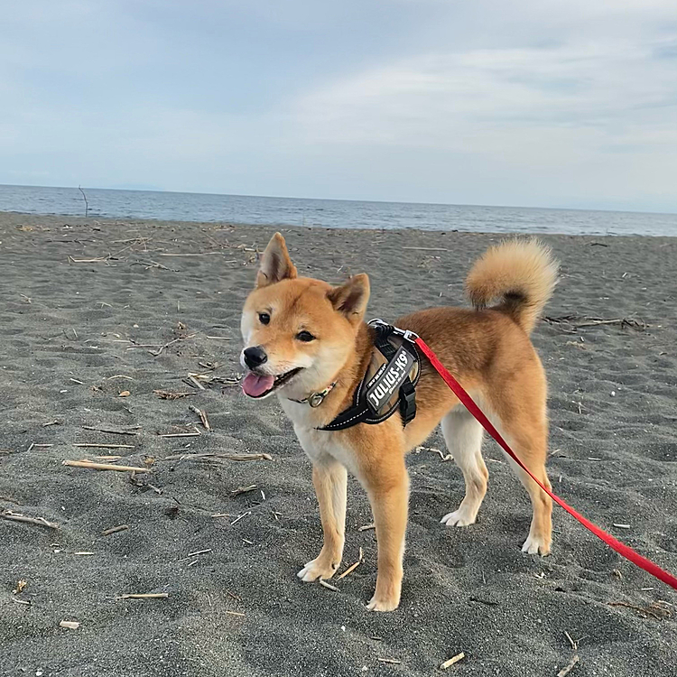 明日は月1のシャンプー🧴できれいにしてもらいます✨