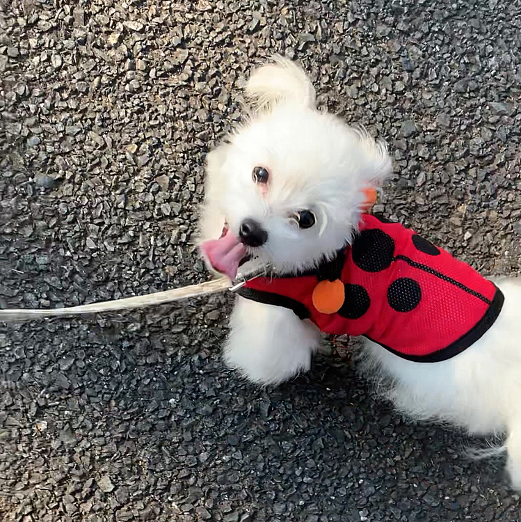 てんとう虫🐞さん❤️