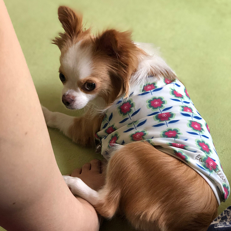 小春、足踏んでる…🐶
『踏んだった😏』みたいな顔やん🤣