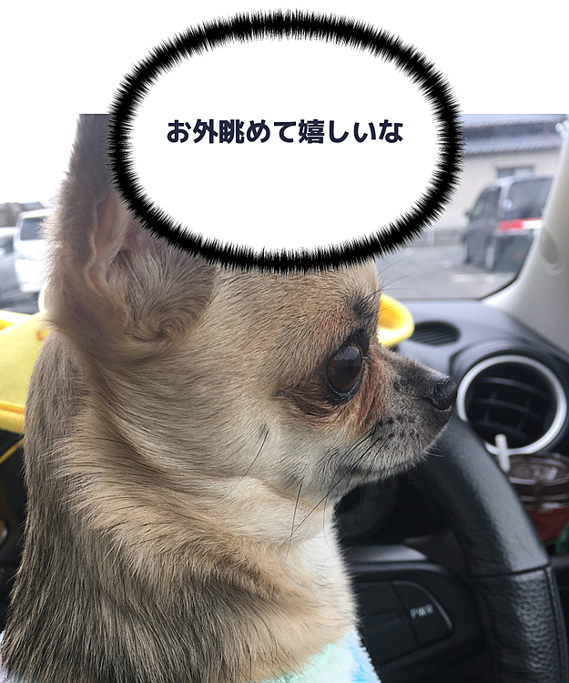 こんにちは😃
pocoは
車🚗の中からお外の監視
よーく周りを眺めてますよ😊
ワンワン吠えないでね🥺