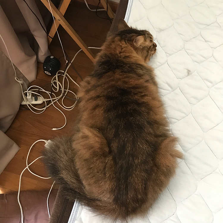矢印　❓　ねーこー