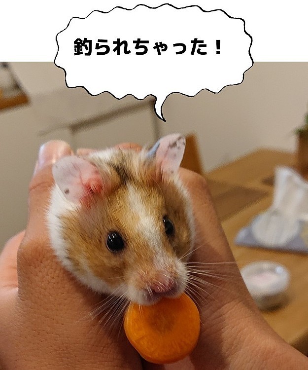 もっちゃん、ニンジンで釣られて部屋んぽ終わりです😁