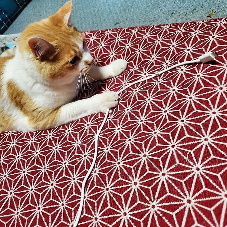 スマホを充電したいけど…今はあきらめた…😓
猫はよる元気。😸
おやすみなさい。