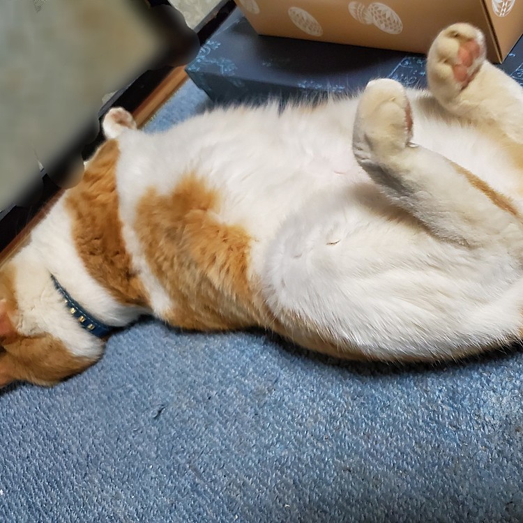 これでも爆睡中…😴💤
後ろ足のクセよ…😓💦