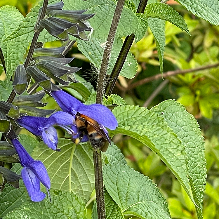 早朝出勤🐝⋆︎*ﾟ∗🐝(笑)