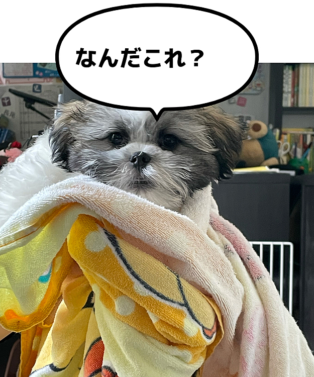 タオルに包まってる！