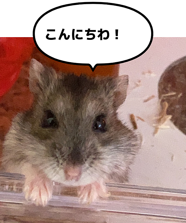 名前を呼んだら『こんにちわ🐹』