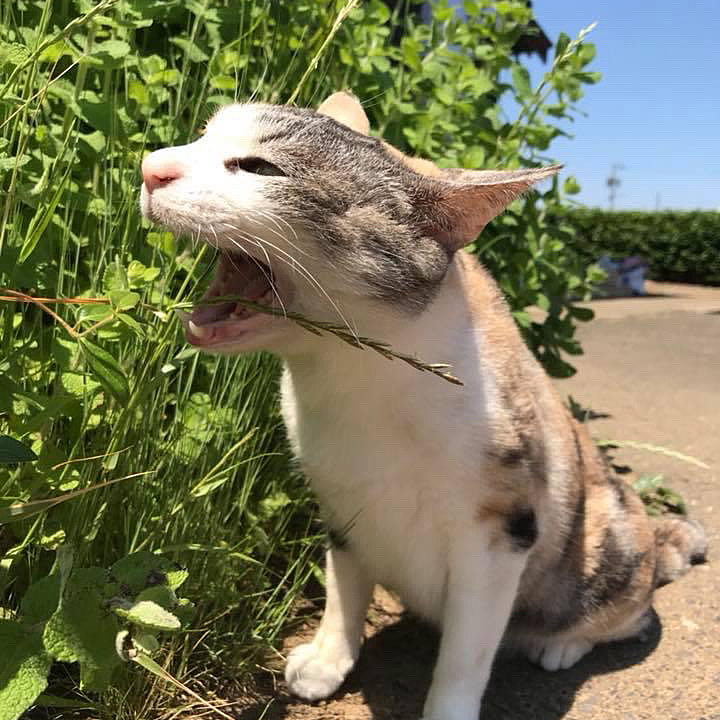 良い天気だにゃぁ