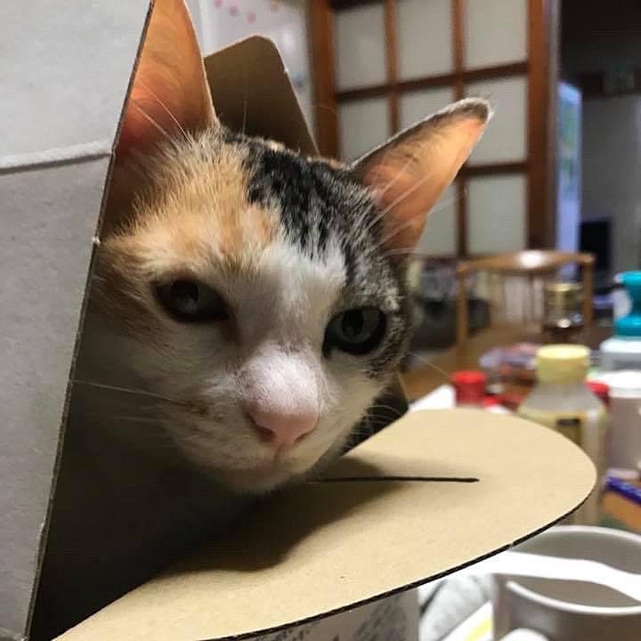 拾ってください♪