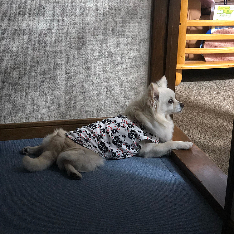 こんにちは🌧
小雪は朝早くまだ雨が降ってなかったのでお散歩してきました🎵🐶
お散歩後はモーニング待ち🍞