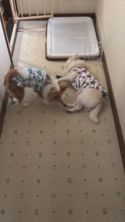 小雪
ちょっと小春❣️足嗅がんといてって💦
小春
ここからプ〜ンと何か臭うで〜🎵
