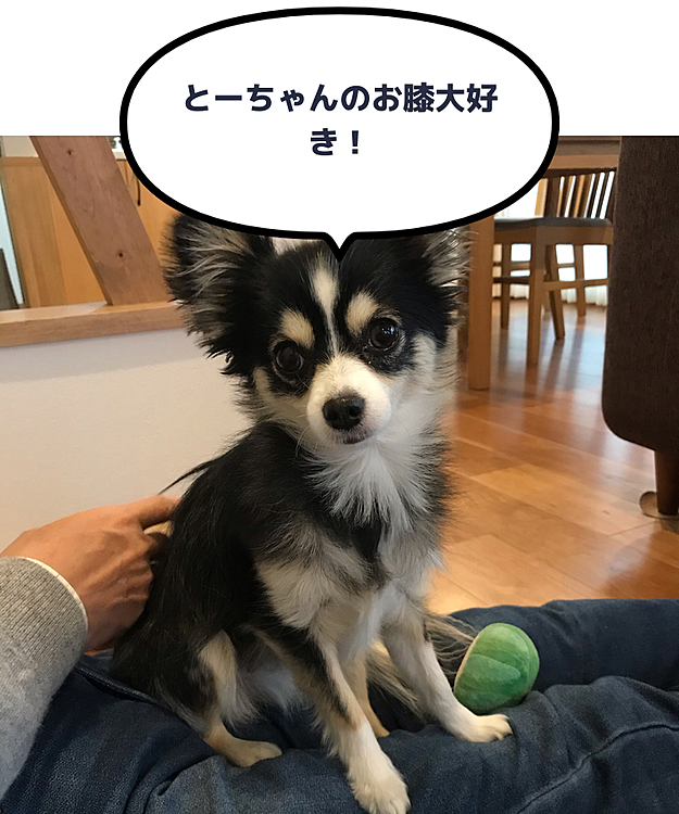 はじめまして🐶
もうすぐ2歳になるトントンです❣️

昨日から１階のトントン部屋はプチリフォーム工事で使用禁止です😅。
トントンが壁をカジカジ食べてボロボロにし、未だに目を離すとかじってしまうので、思い切って下半分だけ壁紙から板張りの壁に変更することに。あ〜、思わぬ出費👛😫
トントンは2階に避難するも、落ち着かずにとーさんの膝から離れません。とーさん大好きなトントンです🥰