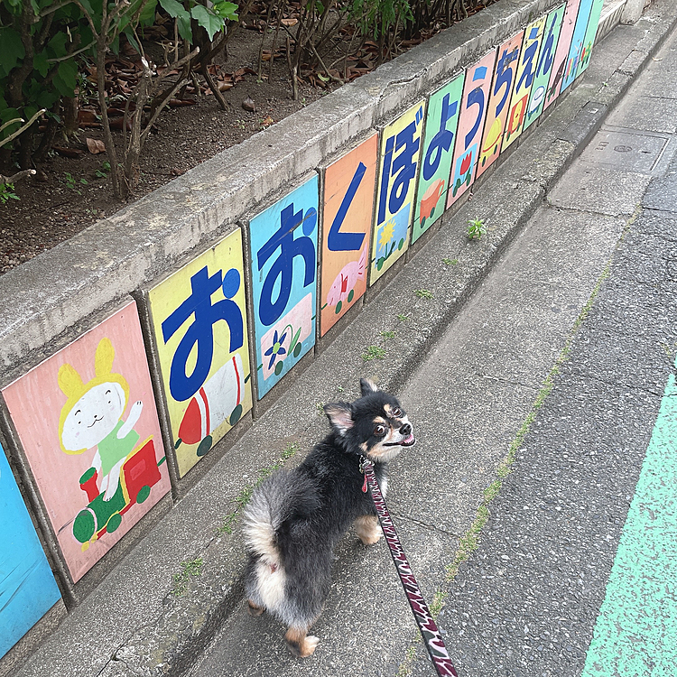 
公園に向かう途中の写真🐯⭐

タイミング良く振り返ってくれて
バッチリ笑顔🤣🔆

ぽつぽつ雨が振る中遊んできました🐾

