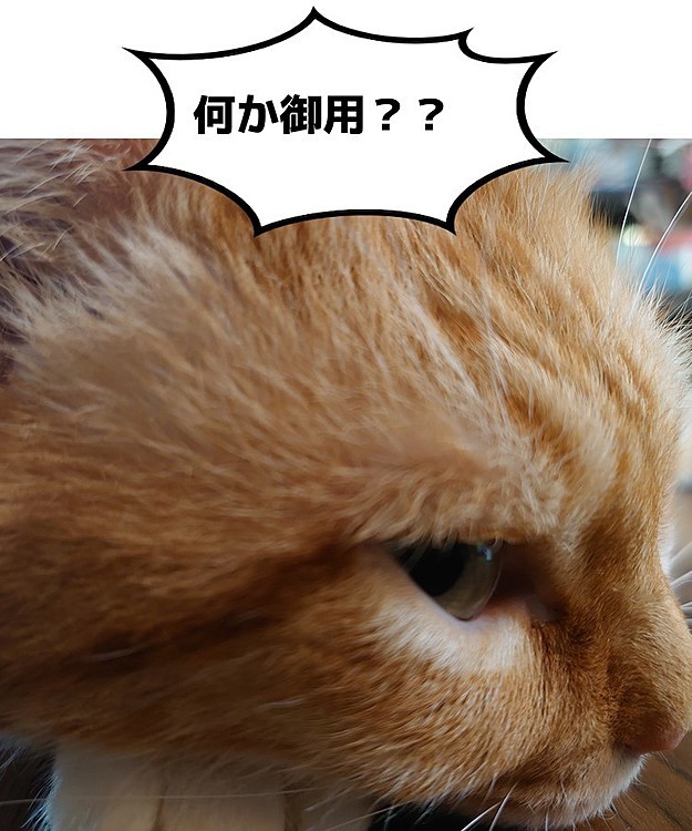 ルーミーの投稿