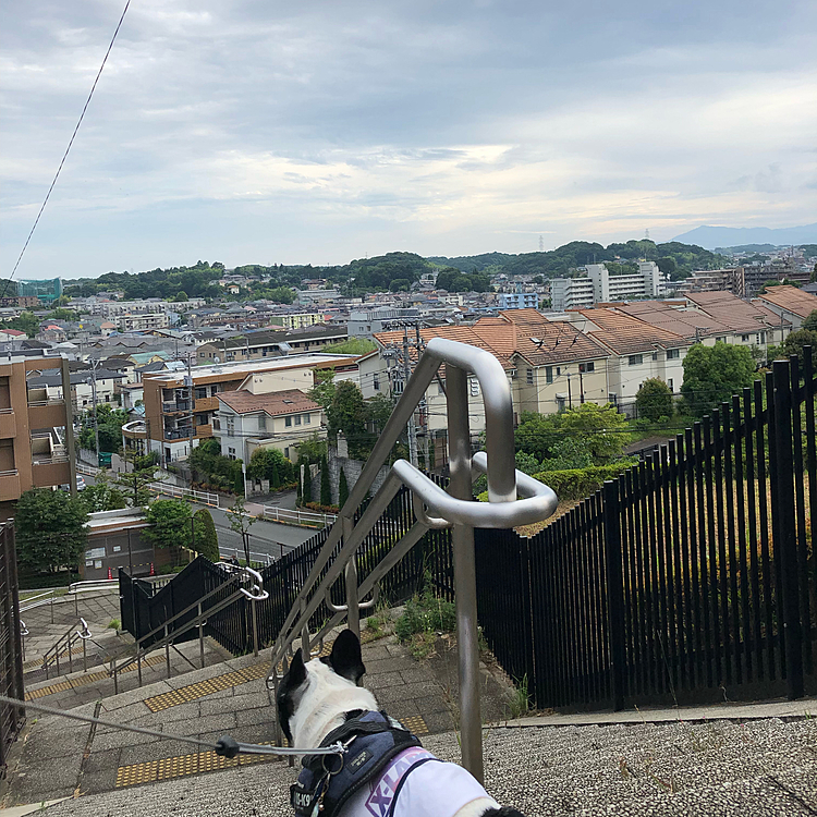 午後から雨が降り出したまろ地方でしたが夕方には上がってお散歩に行けました😀
明日からまた1週間の始まりですね😅